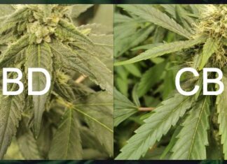 Konopí a jeho úžasné vlastnosti: HHC květy, CBD květy a další